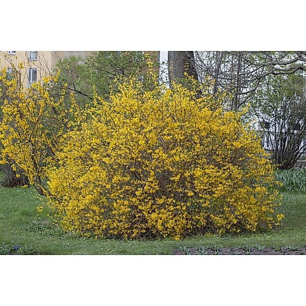 Forsythia Intermedia Spectabilis Forsythie Leuchtend Gelb 80–100 cm günstig online kaufen