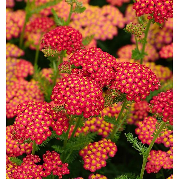 Schafgarbe Red Velvet - Achillea millefolium günstig online kaufen