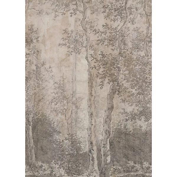 LOOKS by Wolfgang Joop Fototapete »Birch Trees«, naturalistisch günstig online kaufen