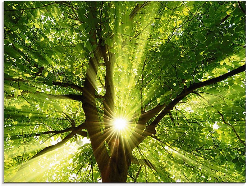 Artland Glasbild »Sonne strahlt explosiv durch den Baum«, Bäume, (1 St.) günstig online kaufen