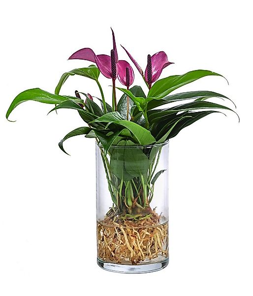 Dehner Zimmerpflanze Waterplant Flamingoblume, Anthurium Zizou, versch. Grö günstig online kaufen