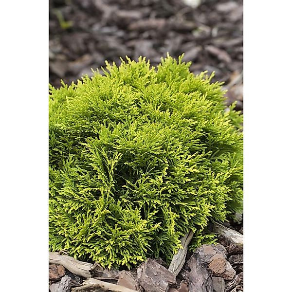 Thuja occidentalis 'Mirjam' -S- 15-20 cm günstig online kaufen