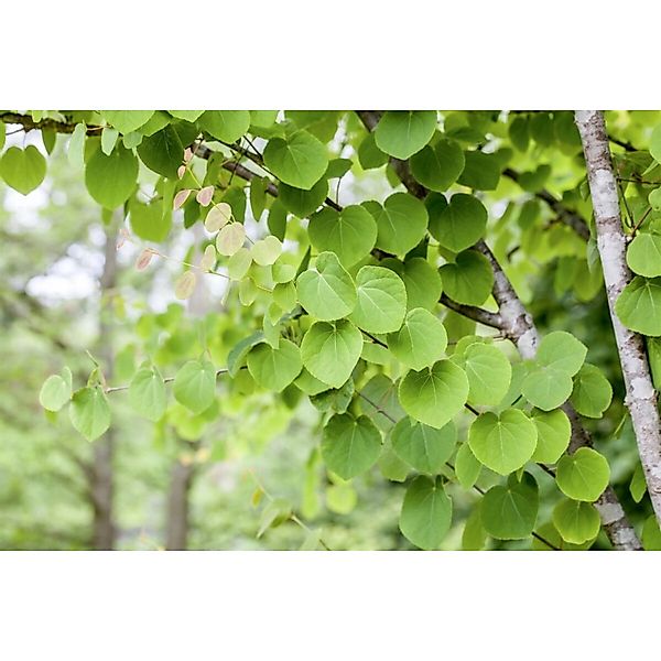 Cercidiphyllum Japonicum Katsurabaum 150–175 cm Herbstlich Duftend günstig online kaufen