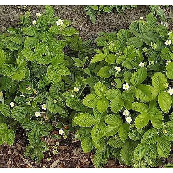 Garten Erdbeere Elsantha - Fragaria ananassa günstig online kaufen