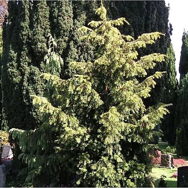 Goldgrüne Adlerschwingeneibe 30-40cm - Taxus baccata günstig online kaufen