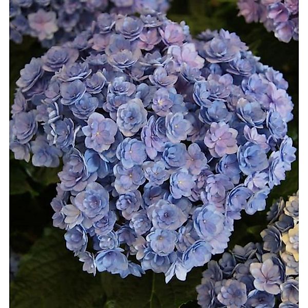 Bauernhortensie You&Me Together 30-40cm - Hydrangea macrophylla günstig online kaufen