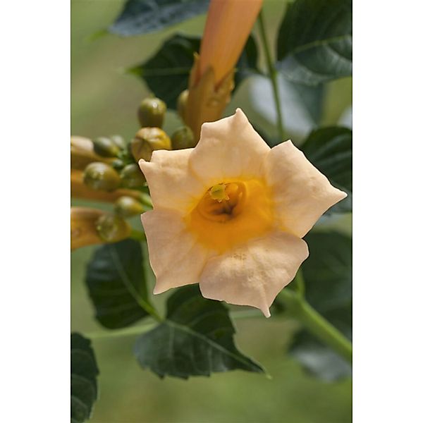 Campsis Radicans Golden Trumpet Trompetenblume Gelb 40–60 cm günstig online kaufen