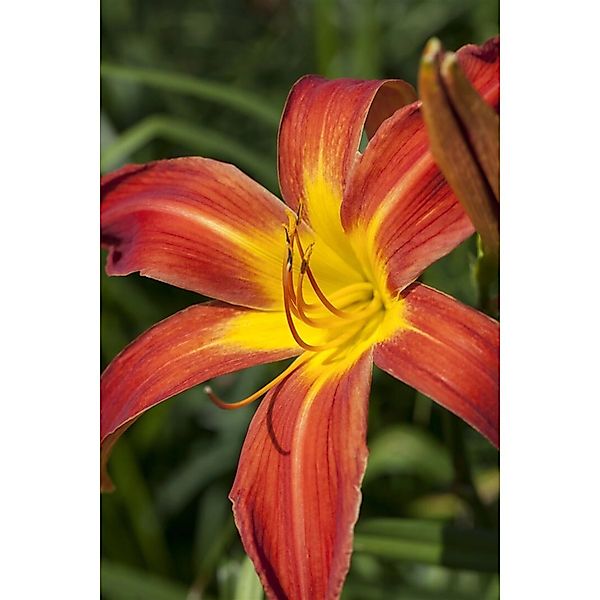 Hemerocallis X Cult. Autumniale Red Taglilie Ca. 11x11 cm Topf günstig online kaufen