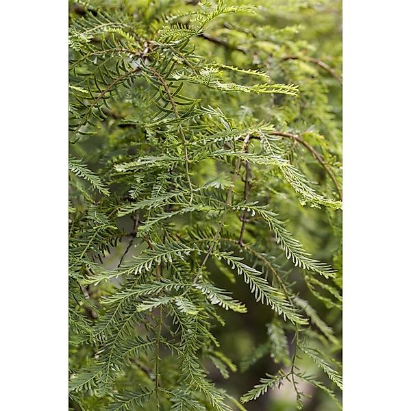 Metasequoia Glyptostroboides Miss Grace Urweltmammutbaum 80 cm Stammhöhe günstig online kaufen
