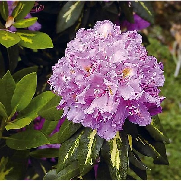 Großblumige Rhododendron Goldflimmer 40-50cm - Alpenrose günstig online kaufen