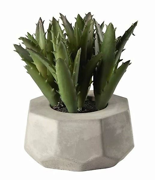 ASA Kunstpflanzen & -blumen Sukkulente IV im grauen Betontopf grün 8 cm (gr günstig online kaufen