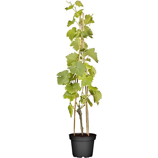 Weinrebe Lakemont Höhe ca. 20 - 30 cm Topf ca. 3 l Vitis günstig online kaufen