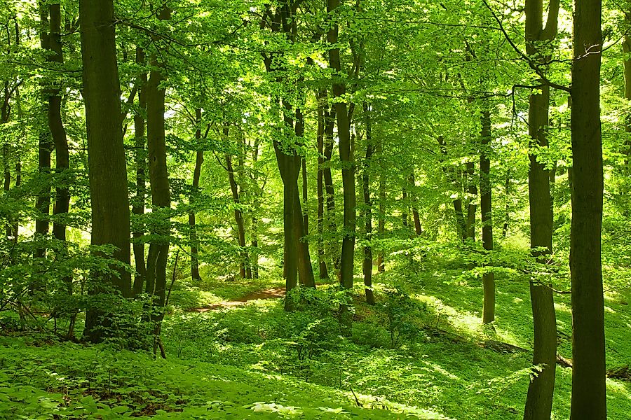 Papermoon Fototapete German Beech Forest, glatt günstig online kaufen