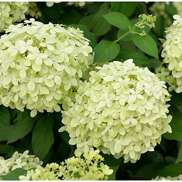 Hochstamm Rispenhortensie Polarbär 80-100cm - Hydrangea paniculata günstig online kaufen