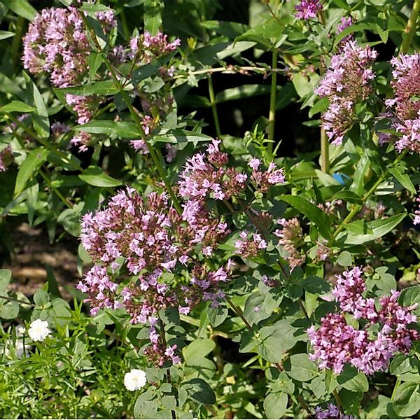 Oregano Aromaticum - Origanum laevigatum günstig online kaufen