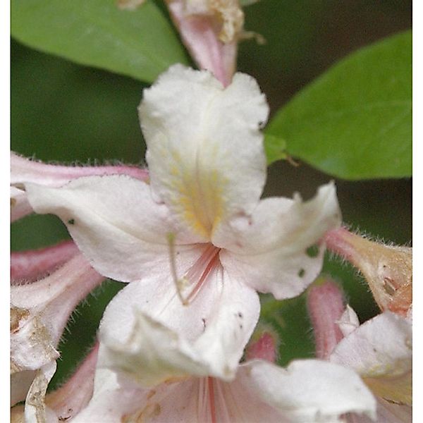 Wildart Rhododendron 40-50cm - Rhododendron arborescens günstig online kaufen