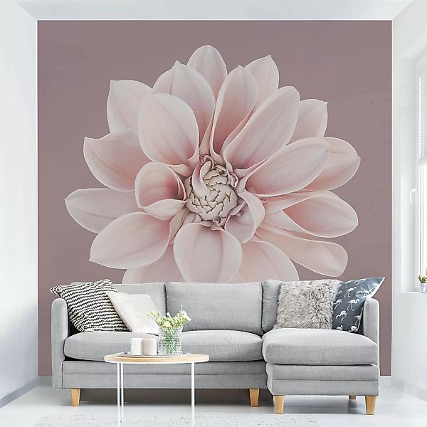 Fototapete Dahlie Blume Lavendel Weiß Rosa günstig online kaufen