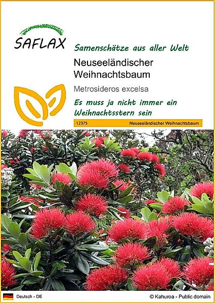 SAFLAX Blumensamen SAFLAX - Samen - Neuseeländischer Weihnachtsbaum günstig online kaufen