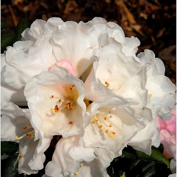 Rhododendron Koichiro Wada 25-30cm - Alpenrose günstig online kaufen