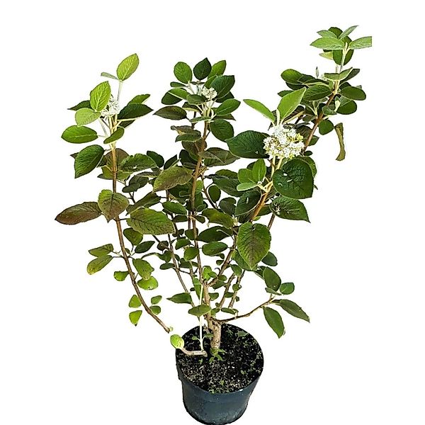 Baumfink Wolliger Schneeball als Topfpflanze 60-100cm günstig online kaufen