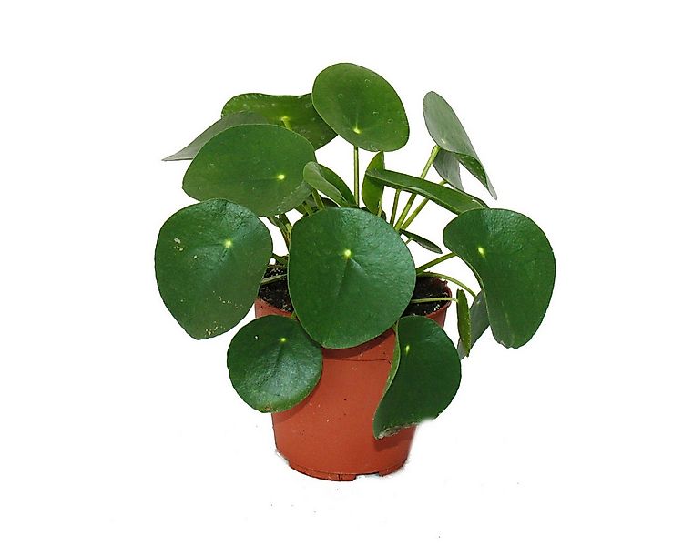 Exotenherz Zimmerpflanze Pilea peperomioides Glückstaler Chinesischer Geldb günstig online kaufen
