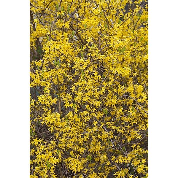 Forsythia Minigold Goldglöckchen Gelb 40–60 cm günstig online kaufen
