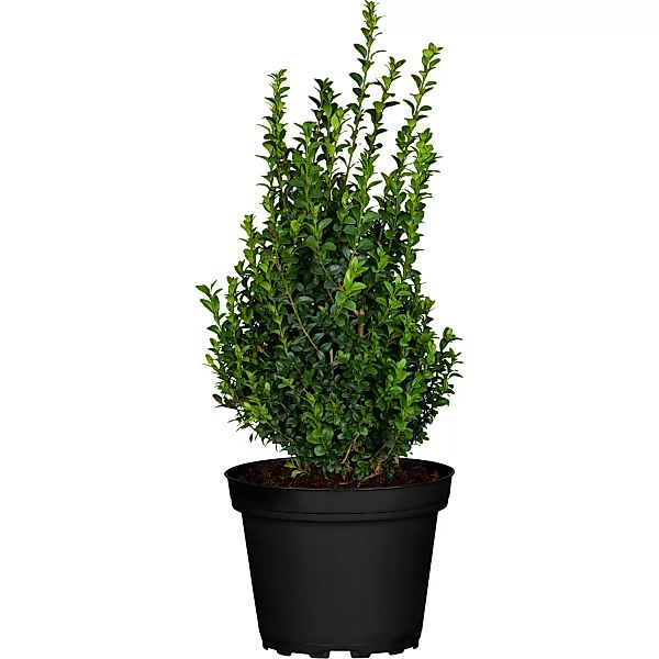 OBI Buchsbaum Höhe ca. 10 - 20 cm Topf ca. 2 l Buxus sempervirens günstig online kaufen