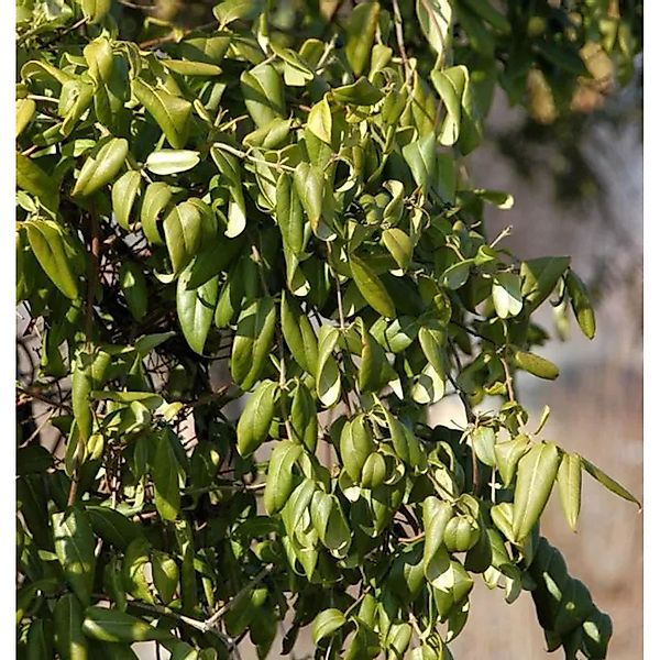 Immergrüne Geißschlinge Copper Beauty 125-150cm - Lonicera henryi günstig online kaufen