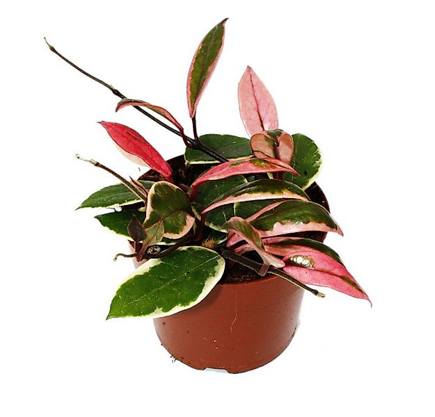 Exotenherz Zimmerpflanze Hoya carnosa Flamingo Dream Zimmerpflanze mit rosa günstig online kaufen