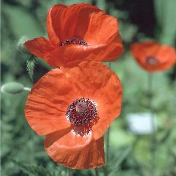 Türkischer Mohn Lauffeuer - Papaver orientale günstig online kaufen