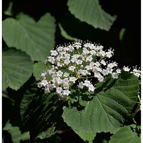 Breitdoldiger Schneeball Cardinal Candy 60-80cm - Viburnum dilatatum günstig online kaufen