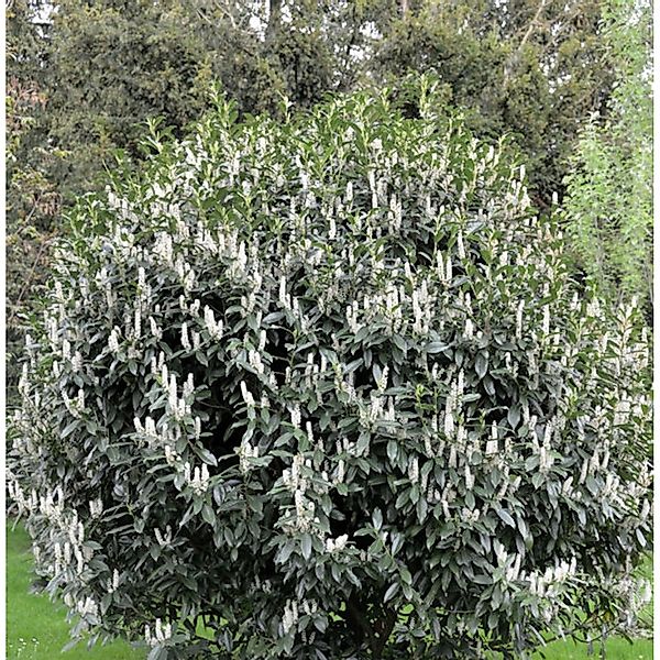 Kirschlorbeer Reynvaanii 40-60cm - Prunus laurocerasus günstig online kaufen