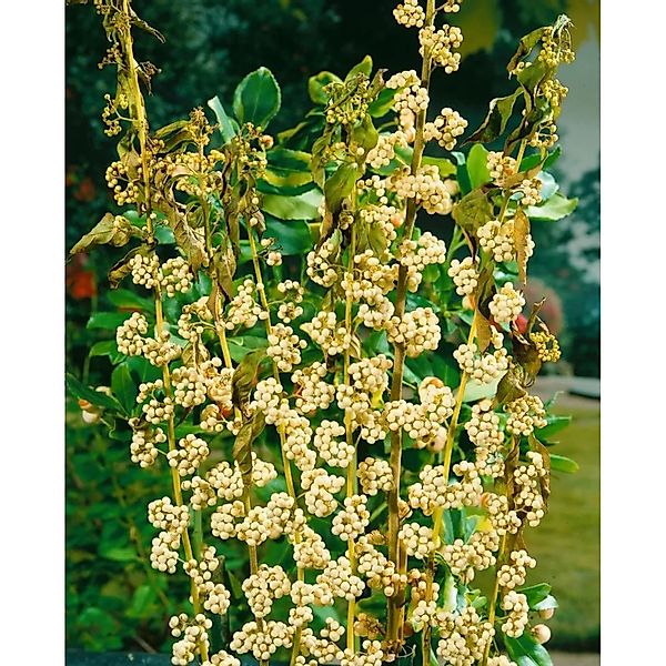 Callicarpa Japonica Leucocarpa Schönfrucht Weiße Beeren 125–150 cm günstig online kaufen