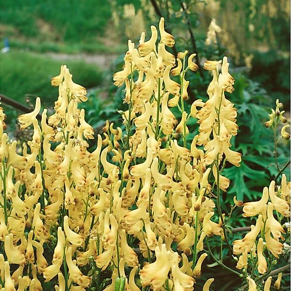 Aconitum Lycoctonum Ssp.vulparia Gelber Eisenhut Ca. 9x9 cm Topf günstig online kaufen