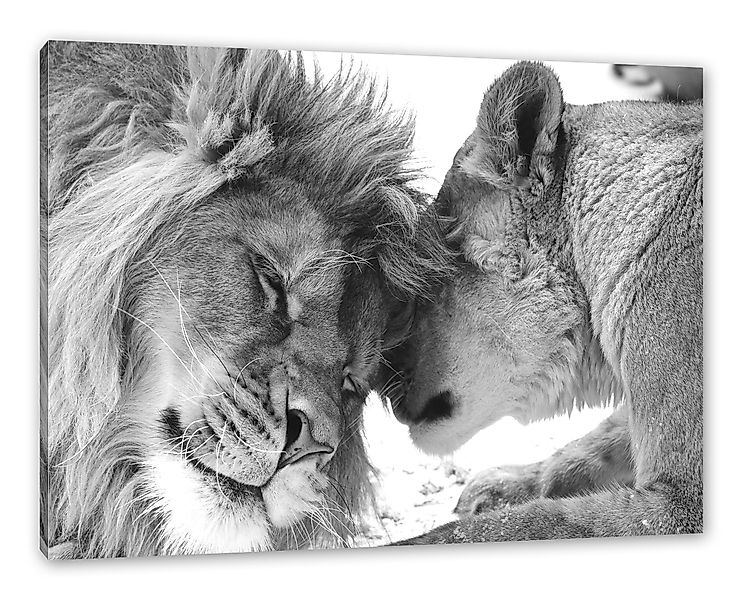 Pixxprint Leinwandbild Bezauberndes kuschelndes Löwenpaar, Bezauberndes günstig online kaufen