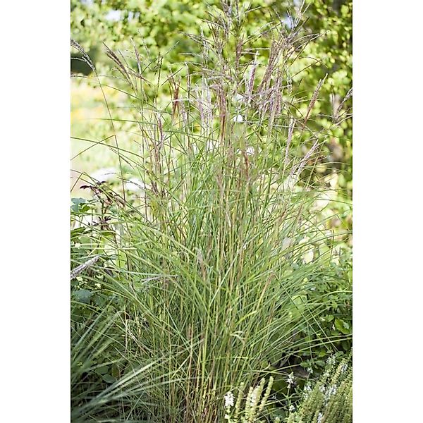 Miscanthus Sinensis Kleine Fontäne Chinaschilf Ca. 11x11 cm Topf günstig online kaufen