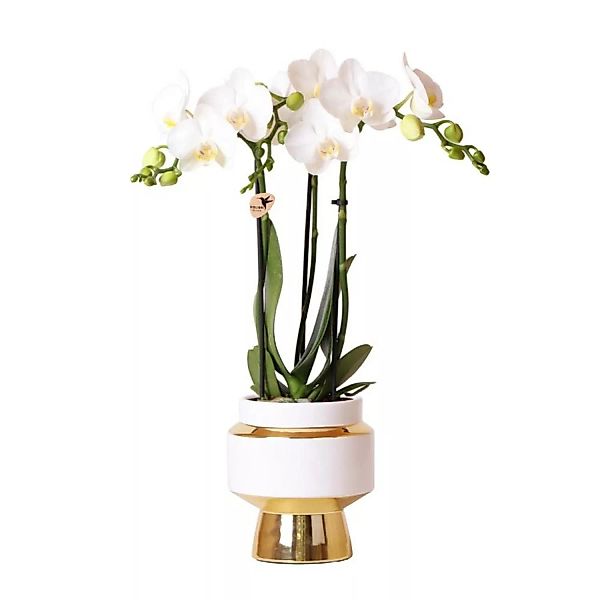 Kolibri Orchids Weiße Phalaenopsis Orchidee Amabilis & Le Chic Dekorativer günstig online kaufen