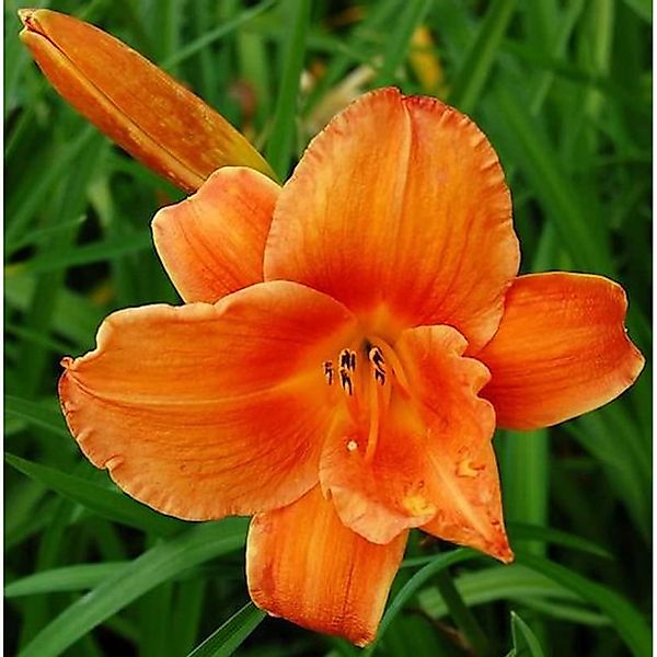 Taglilie Mauna Loa - Hemerocallis cultorum günstig online kaufen