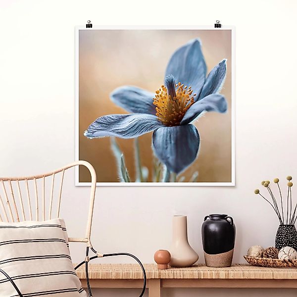 Poster Blumen - Quadrat Kuhschelle in Blau günstig online kaufen