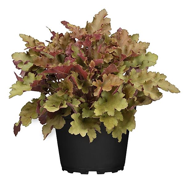 Purpurglöcken Braun Topf-Ø ca. 13 cm Heuchera günstig online kaufen