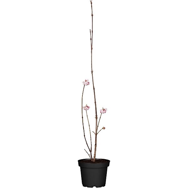 WinterschneeballDawn Höhe ca. 30 - 50 cm Topf ca. 4,6 l Viburnum bodnantens günstig online kaufen