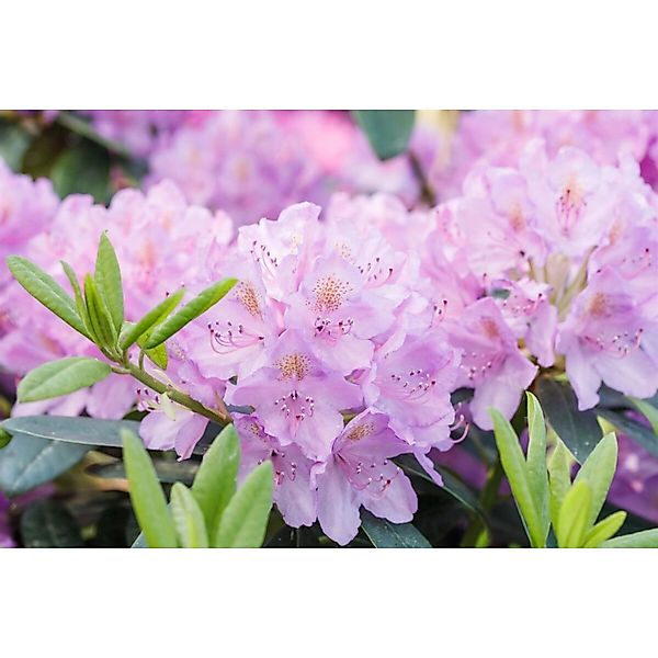 Rhododendron INKARHO ® lila Dufthecke 50-60 cm INKARHO günstig online kaufen
