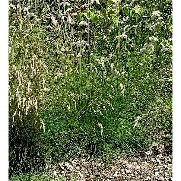 Blauschwingel Golden Toupee - Festuca cinerea günstig online kaufen