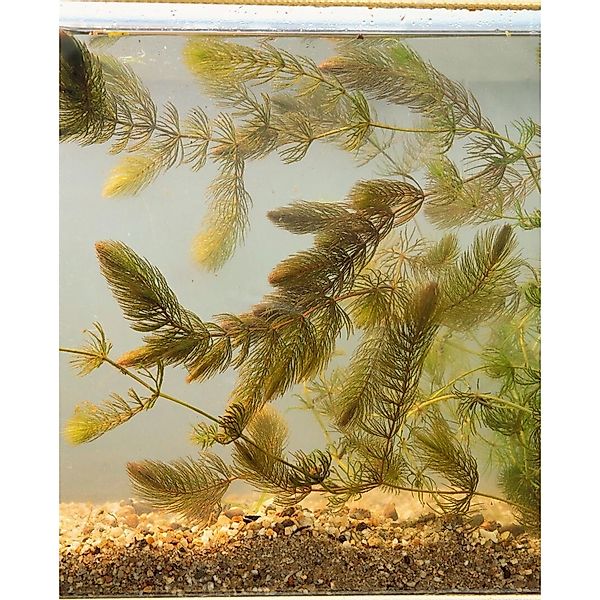 Ceratophyllum Demersum Hornblatt Lose günstig online kaufen