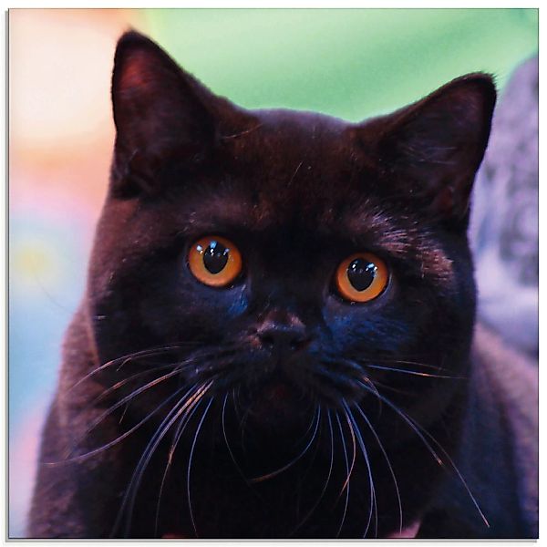 Artland Glasbild "Schwarze Britisch Kurzhaarkatze", Haustiere, (1 St.) günstig online kaufen