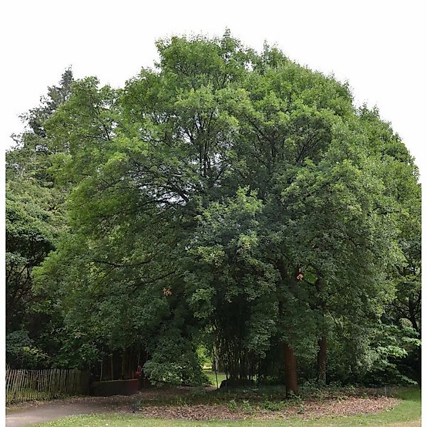 Französischer Ahorn 100-125cm - Acer monspessulanum günstig online kaufen