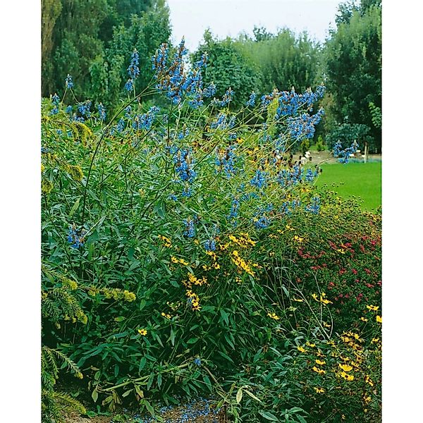 Salvia Uliginosa Sumpf Salbei Ca. 9x9 cm Topf günstig online kaufen