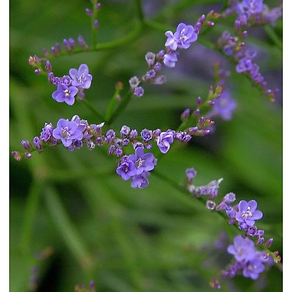 Meerlavendel Blauer Diamant - Limonium,atifolium günstig online kaufen