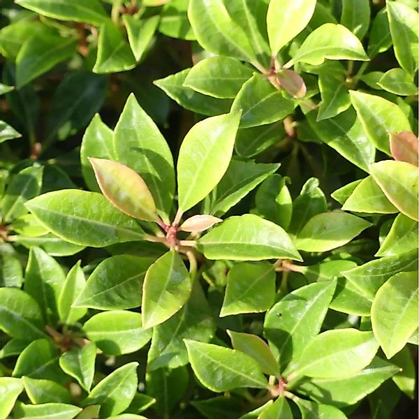 Kleines Schattenglöckchen Lavendelheide Minor 30-40cm - Pieris japonica günstig online kaufen