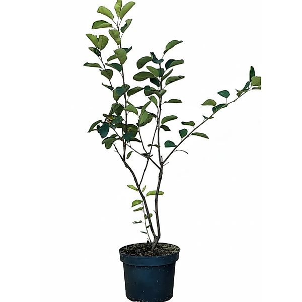 Baumfink Gemeine Felsenbirne als Topfpflanze 40-60cm günstig online kaufen